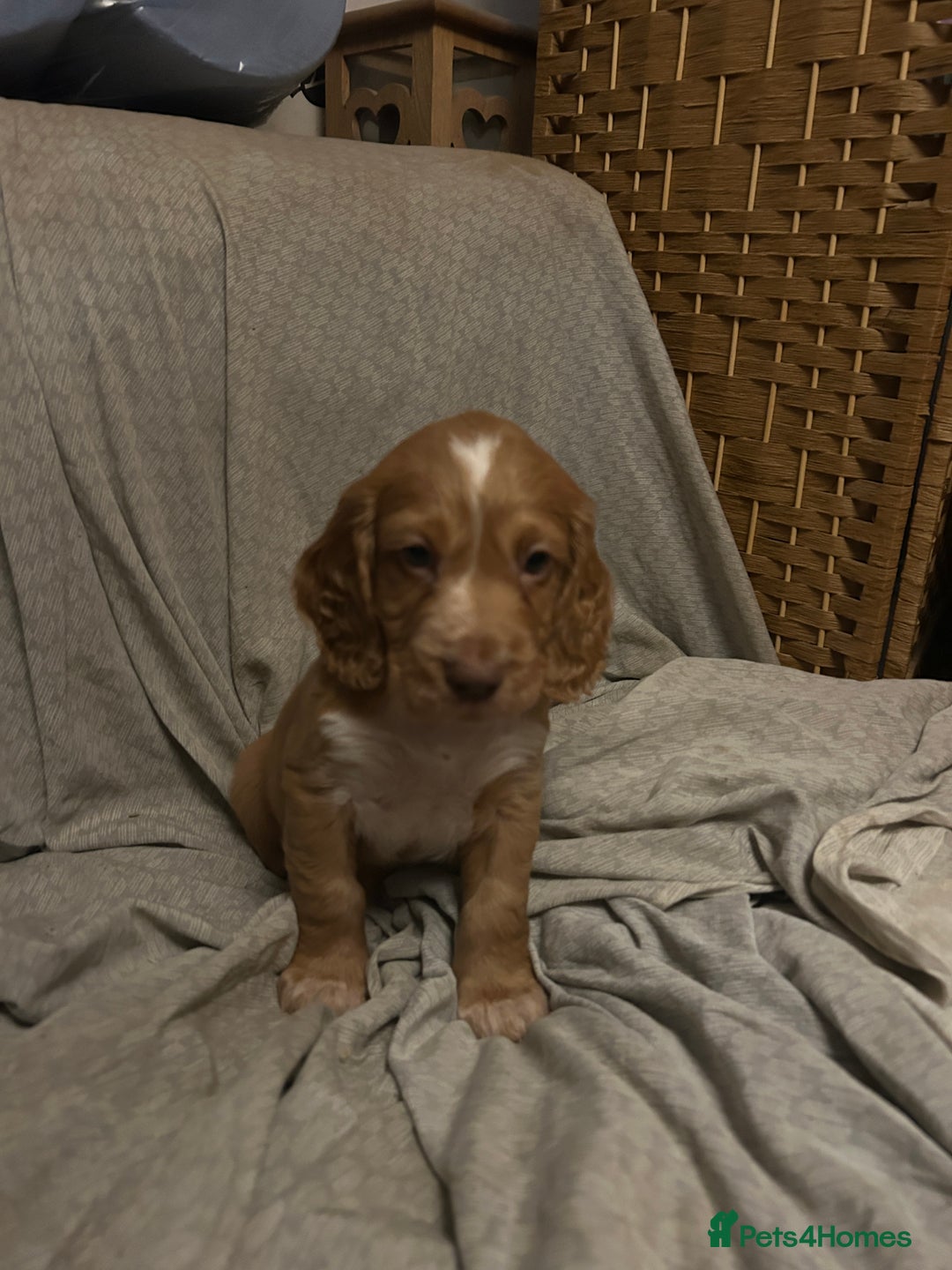 Cocker Spaniel dogs for sale: Cocker Spaniel Puppies - Advert 3
