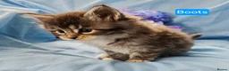 Maine Coon cats for sale: Mainecoons ready now - Advert 36