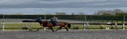 Arabian horse horses for sale: 🌟 Quality Arab x Warmblood Mare 🌟 - Advert 4