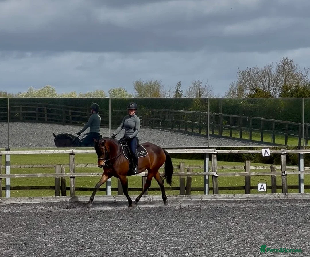 Arabian horse horses for sale: 🌟 Quality Arab x Warmblood Mare 🌟 - Advert 4
