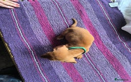 Miniature Dachshund dogs for sale: Superb Miniature KC reg Dachshund puppies - Image 15