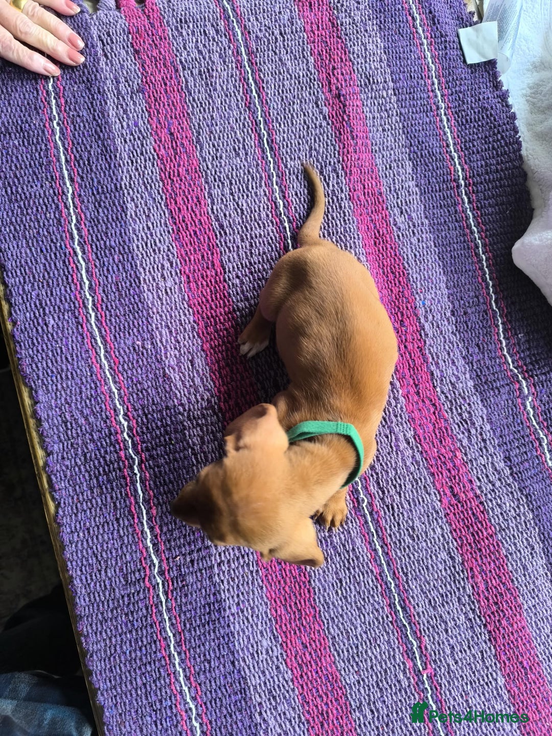 Miniature Dachshund dogs for sale: Superb Miniature KC reg Dachshund puppies - Image 15