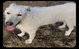 Mixed Breed dogs for adoption: Kia is looking for her forever home! - Image 3