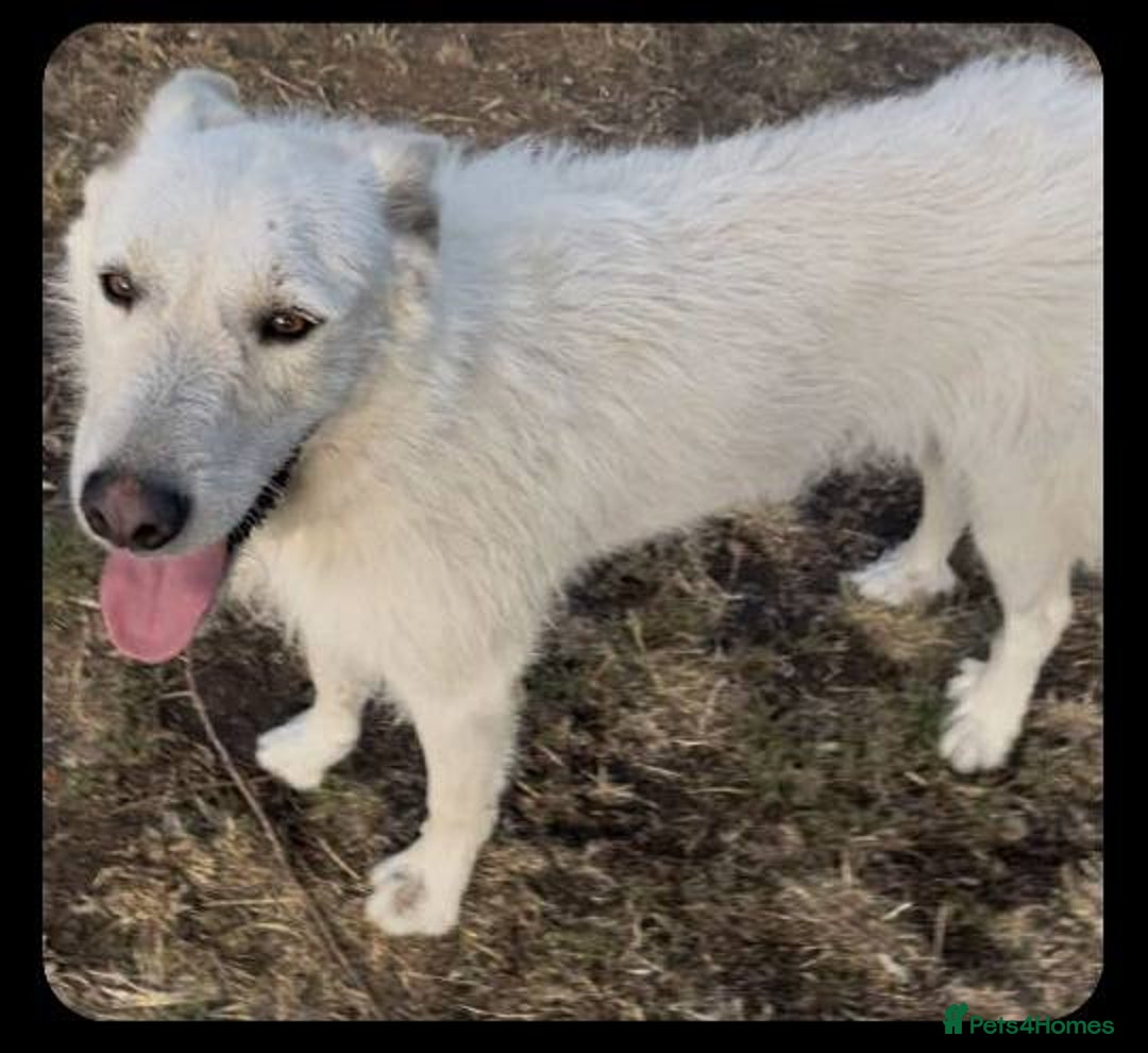 Mixed Breed dogs for adoption: Kia is looking for her forever home! - Image 3