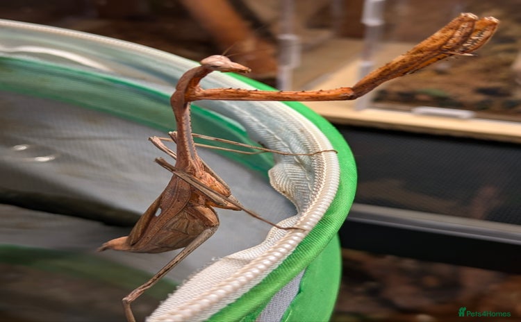 Praying Mantis invertebrates - Advert 1