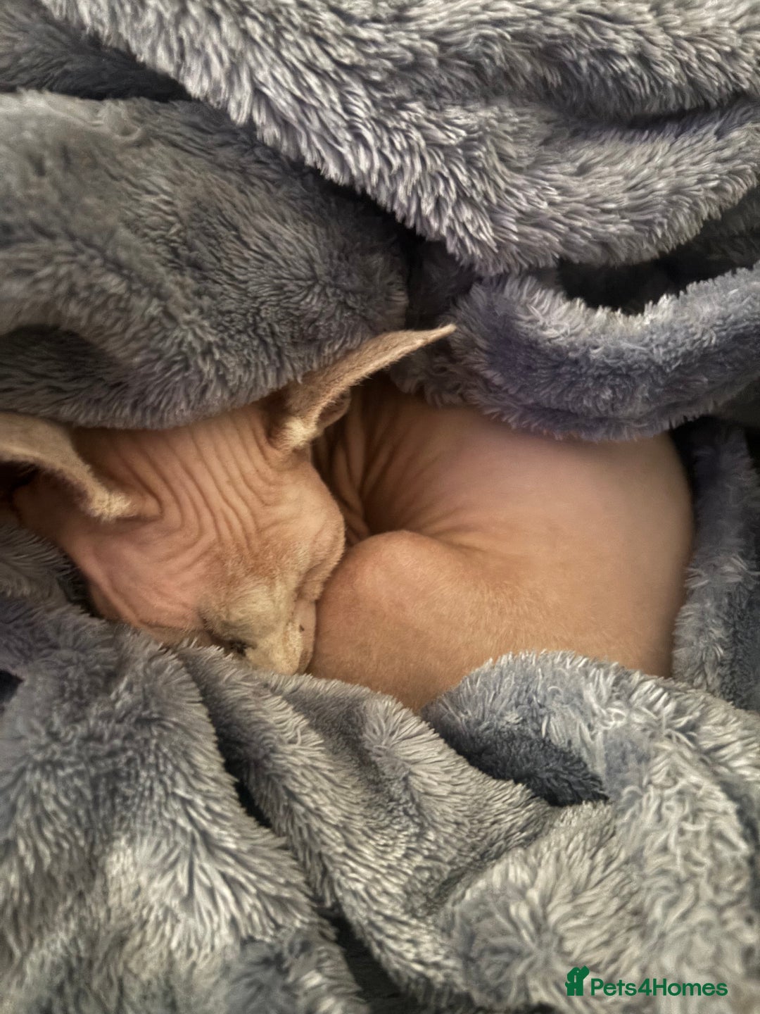 Sphynx cats for sale: Baby girl pixie 1 yrs 6 month - Image 3