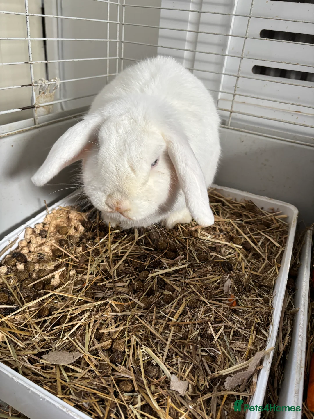 Mixed Breed rabbits for sale: 2 bonded rabbits brother and sister for new home - Advert 7