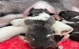English Bull Terrier dogs for sale: Janineabullz bull terriers beautiful litter  - Image 8