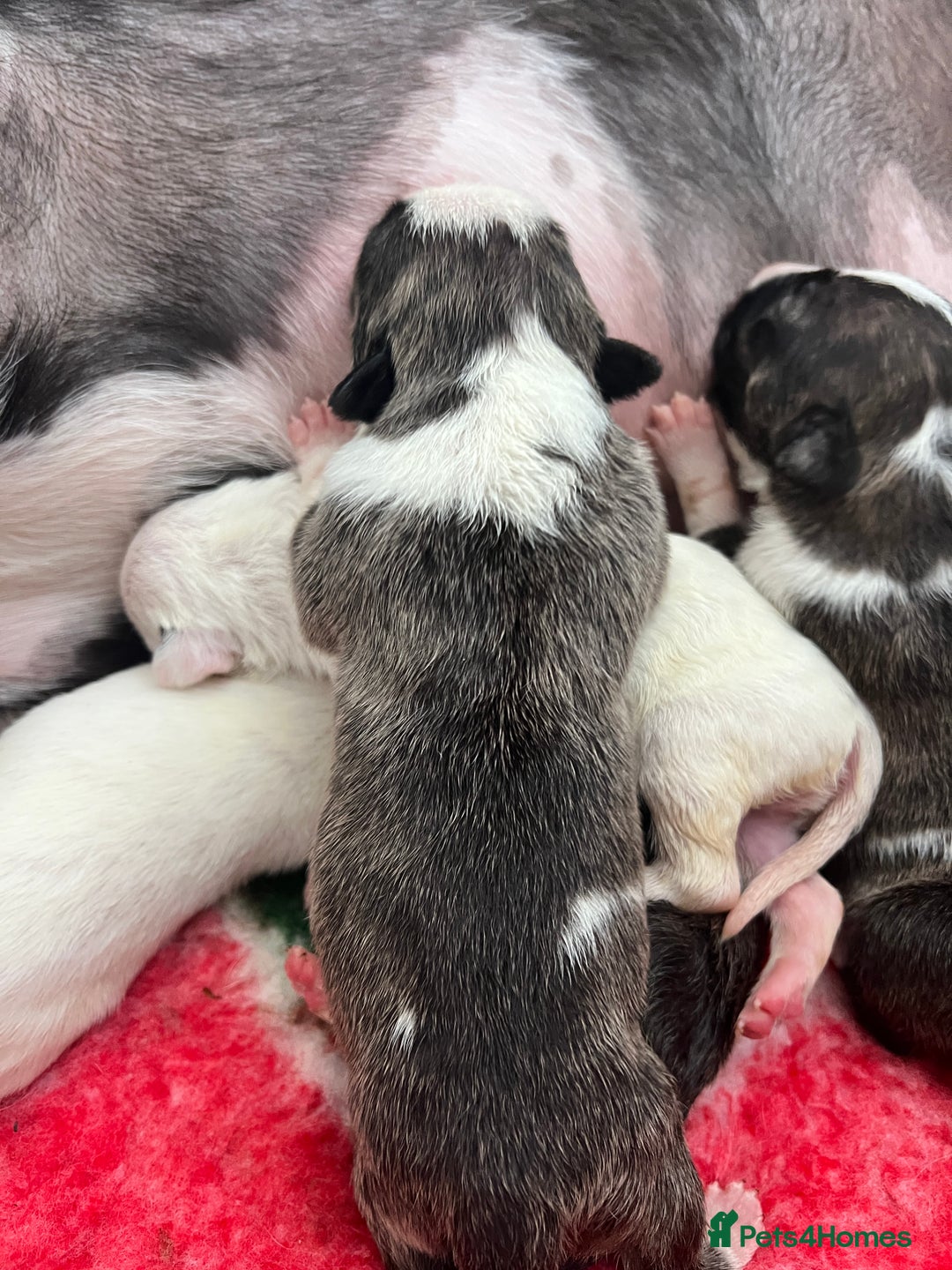 English Bull Terrier dogs for sale: Janineabullz bull terriers beautiful litter  - Image 8