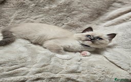 Ragdoll cats for stud: HANDSOME BOY-BLUE MITTED GCCF /TICA  AVALIABLE  - Advert 13