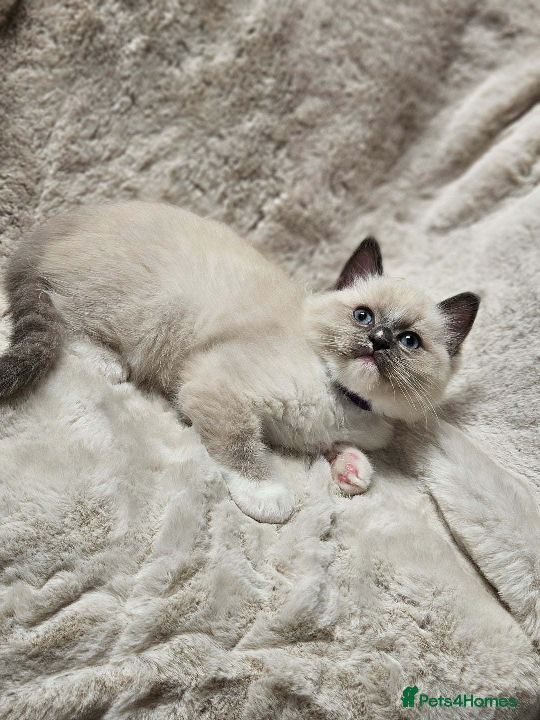 Ragdoll cats for stud: HANDSOME BOY-BLUE MITTED GCCF /TICA  AVALIABLE  - Advert 13