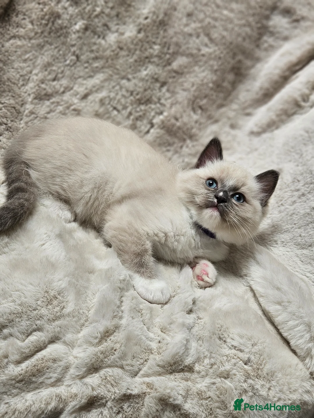 Ragdoll cats for stud: HANDSOME BOY-BLUE MITTED GCCF /TICA  AVALIABLE  - Advert 13