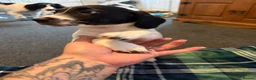 Mixed Breed dogs for sale: Cross Springer/Russel ready for forever homes l - Advert 14