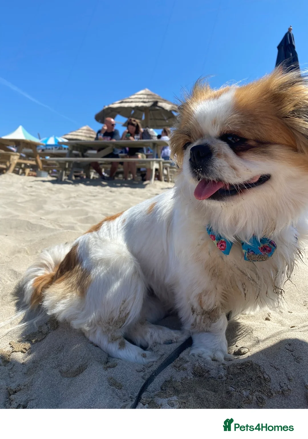 Pekingese dogs for stud: Our Pekingese “Chicka” Seeking Stud Dog 💕🐾 - Advert 6