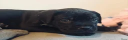 Mixed Breed dogs for sale: Cane corso mix puppies  - Advert 11