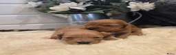 Cockapoo dogs for sale: 🐾fabulous F1 showtype cockapoo puppies 🐶  - Advert 5