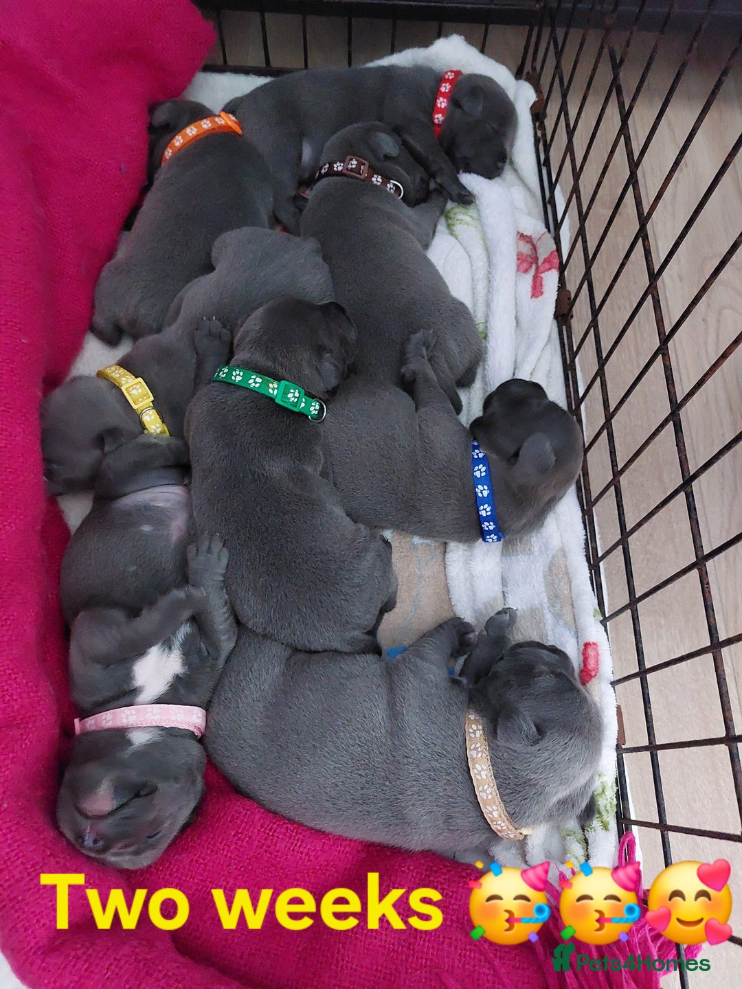 Staffordshire Bull Terrier dogs for sale: Blue Staffordshire Bull Terrier 🐶 Puppies 🐶 - Image 21