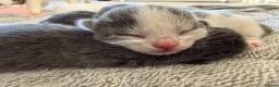 Mixed Breed cats for sale: Blue kittens in Sudbury - Advert 7