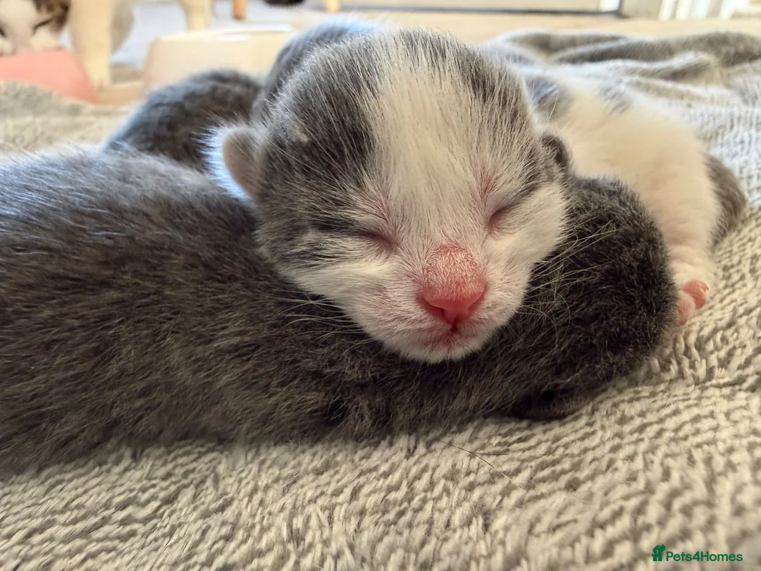 Mixed Breed cats for sale: Blue kittens in Sudbury - Advert 7