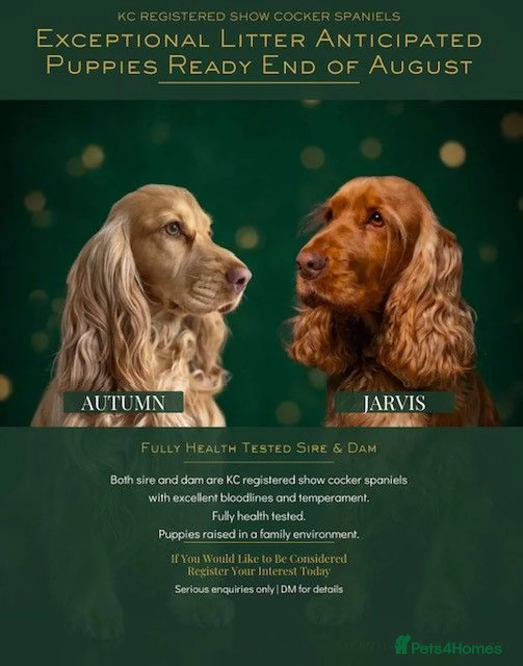 Cocker Spaniel dogs for sale: Waitlist! KC Show stunning cocker spaniel puppies - Advert 1