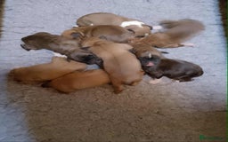 Boxer dogs for sale: Health Tested COI 1.5% KC Registered - Image 4