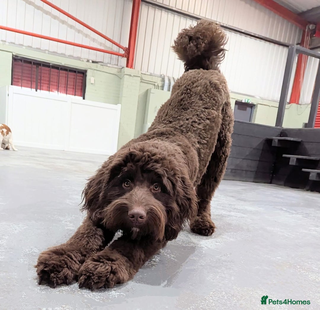 Australian Labradoodle dogs for sale: Reduced-Multigen Aussie Labradoodles curly/nonshed - Image 5