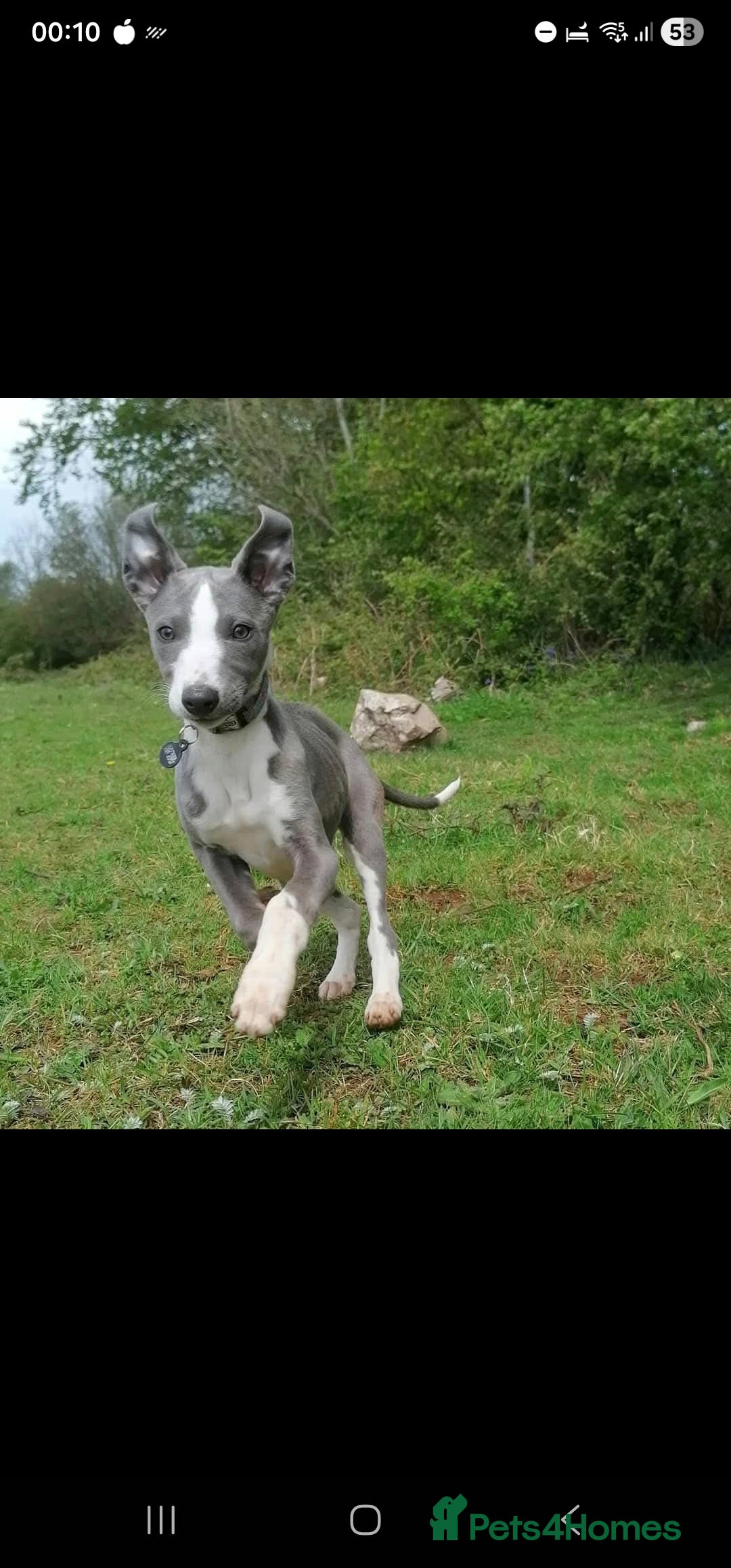 Mixed Breed dogs for sale: Highest Quality Bedlington Whippets  - Advert 14