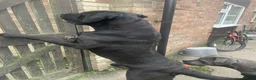 Cane Corso dogs for sale: Male pure breed cane corso  - Advert 6