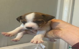 Jack Russell dogs for sale: Traditional Smooth coated Jack Russells - Image 2