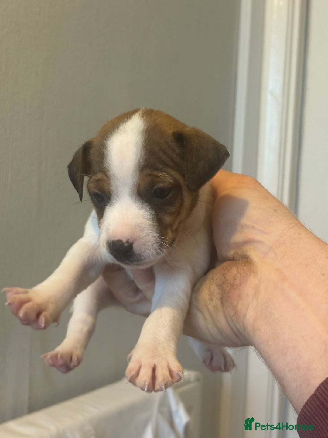 Jack Russell dogs for sale: Traditional Smooth coated Jack Russells - Image 2