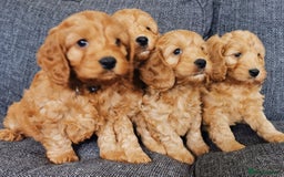 Cockapoo dogs for sale: Outstanding quality F1 Cockapoo pups  - Image 2