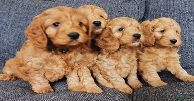 Cockapoo dogs - Advert 2