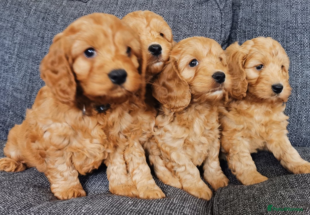 Cockapoo dogs for sale: Outstanding quality F1 Cockapoo pups  - Image 2