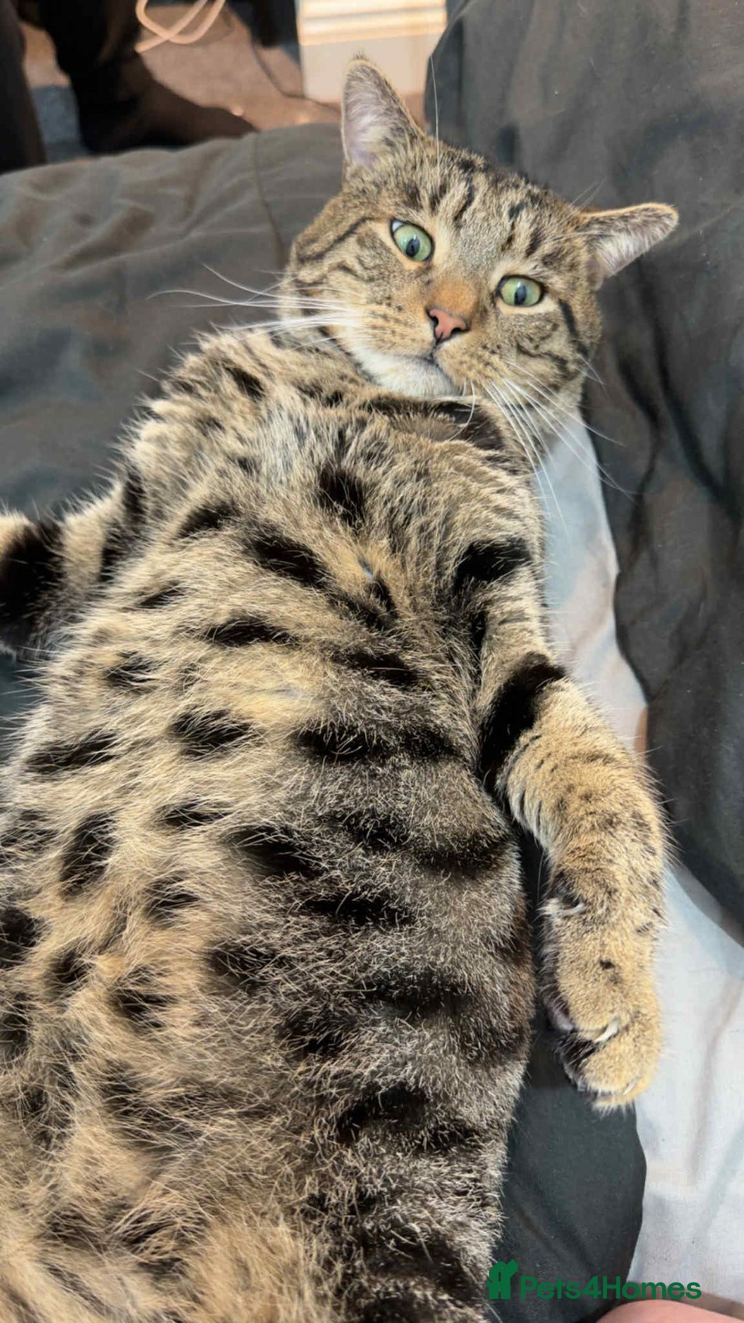 British Shorthair cats for sale: Male 2/3 yr old cat - Advert 4