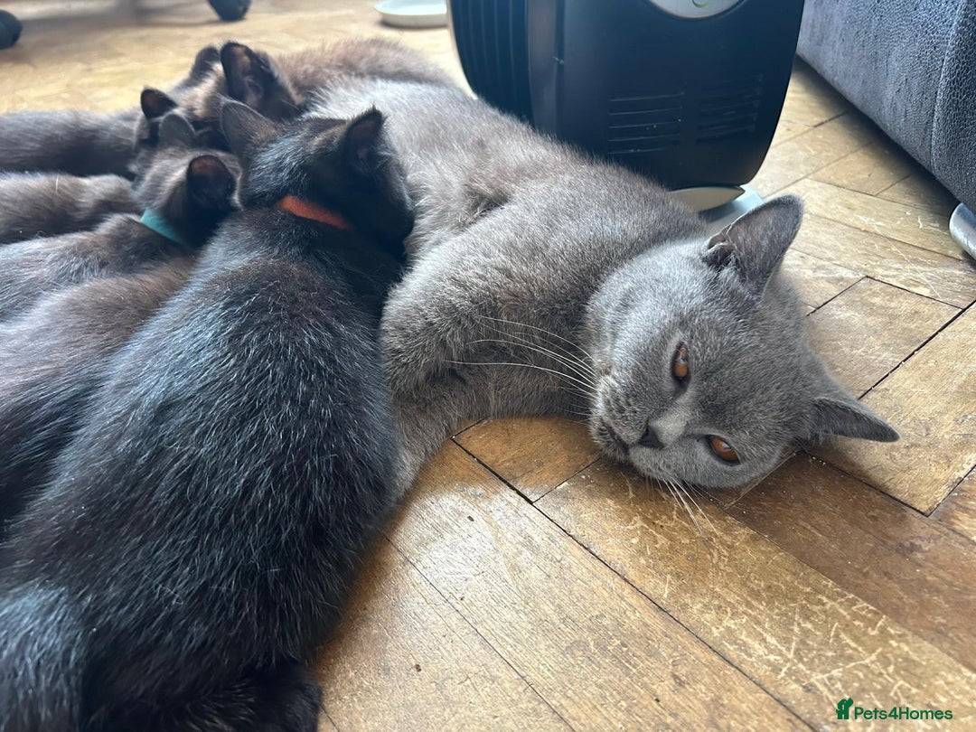 British Shorthair cats for sale: Champion GCCF Black British Shorthair Kittens - Image 14