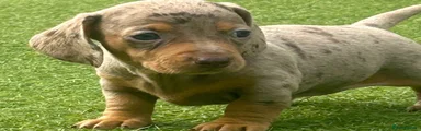 Dachshund 7