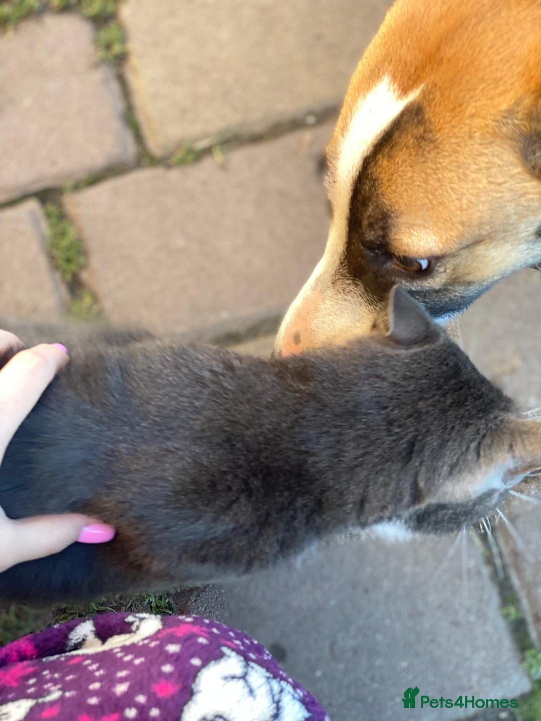 Mixed Breed dogs for adoption: 💖🐶 ZAYKA 🐶💖 - Advert 11