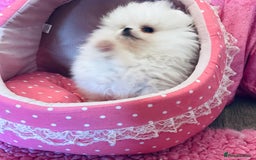 Pomeranian dogs for sale: Stunning teddybear face Boys Ready🌟 - Advert 13