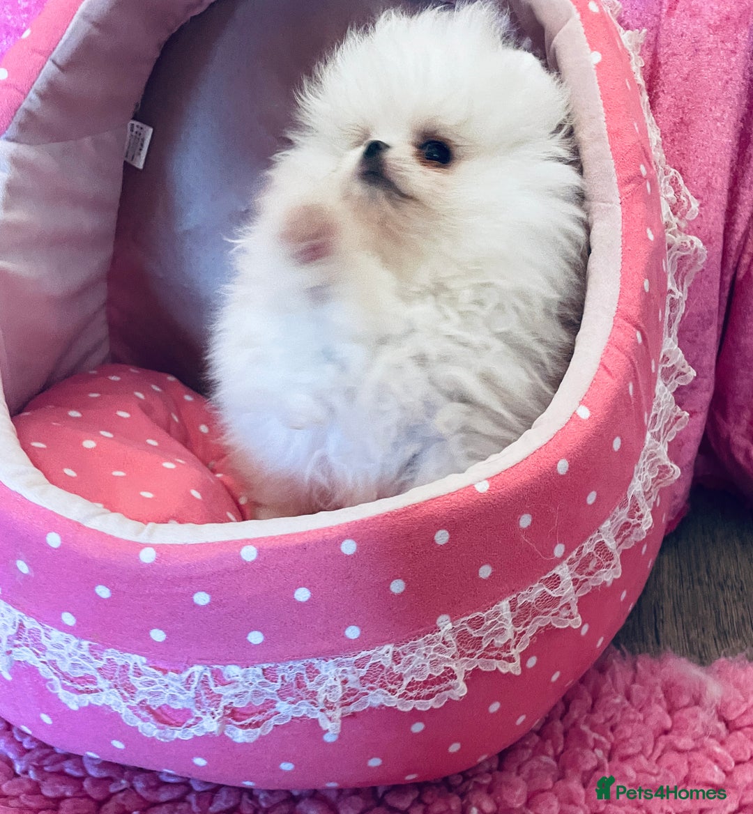 Pomeranian dogs for sale: Stunning teddybear face Boys Ready🌟 - Advert 13