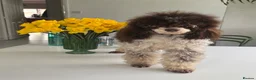 Toy Poodle dogs for stud: Toy poodle for stud brown/white PRA clear - Advert 8