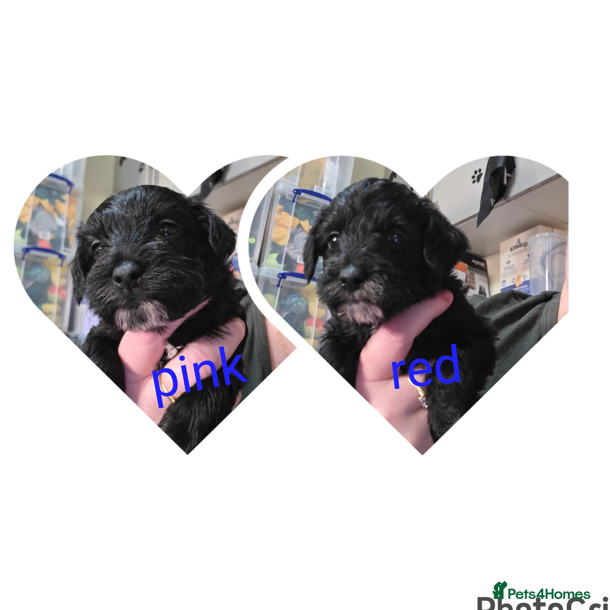 Schnoodle dogs Beautiful Schnoodle Puppies - Advert 1