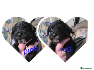 Schnoodle dogs for sale: Beautiful Schnoodle Puppies - Advert 1