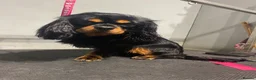 Cavalier King Charles Spaniel dogs for stud: Kc Black and Tan small proven cavalier stud  in Barnsley - Advert 9
