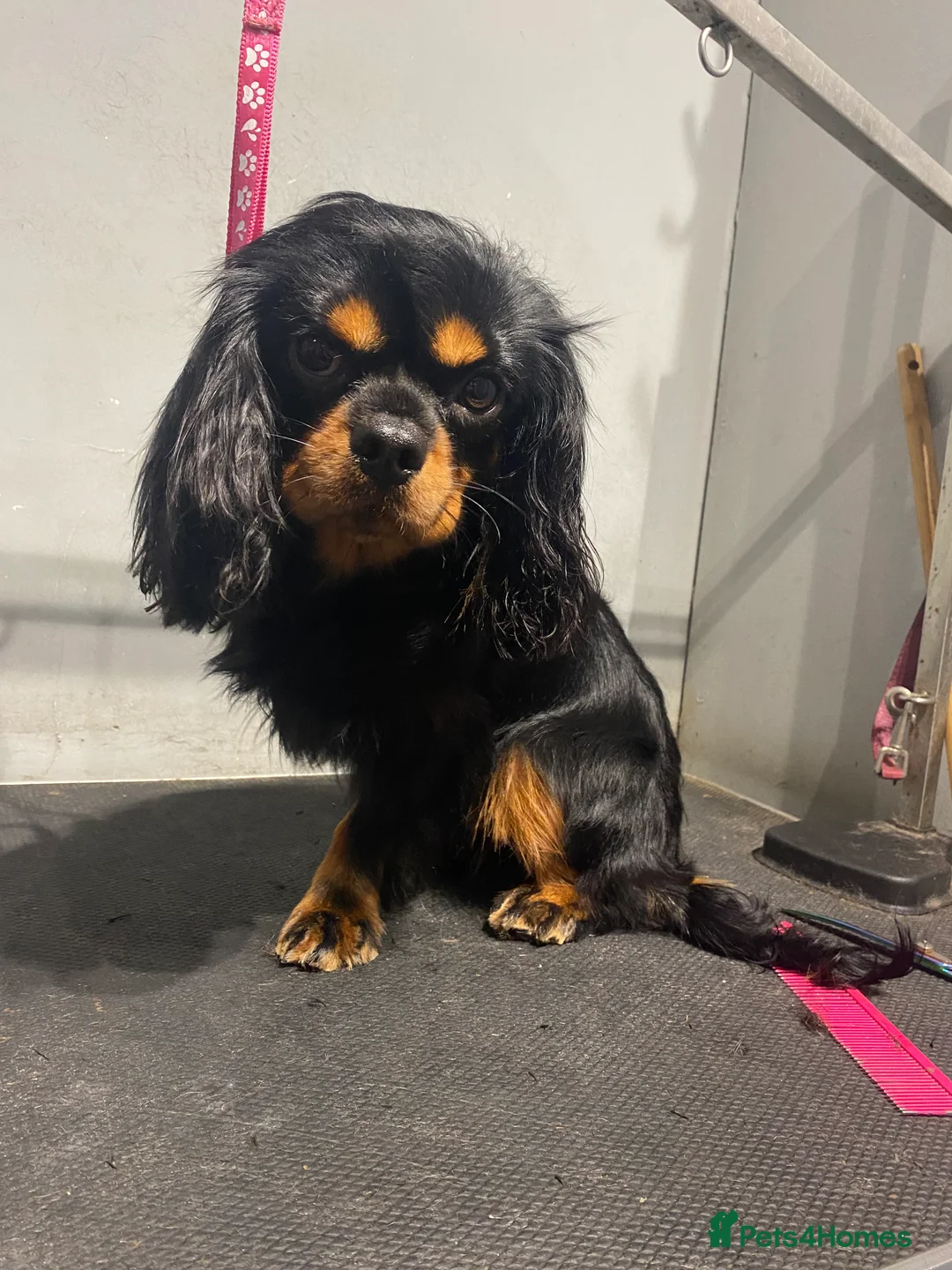 Cavalier King Charles Spaniel dogs for stud: Kc Black and Tan small proven cavalier stud  in Barnsley - Advert 9