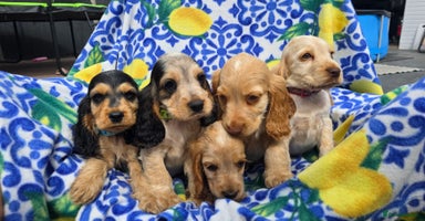 Cocker Spaniel dogs - Advert 4