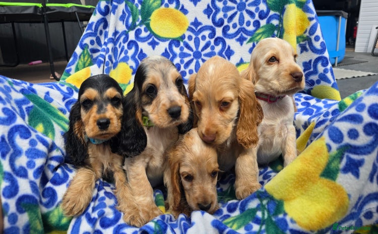 Cocker Spaniel dogs - Advert 13