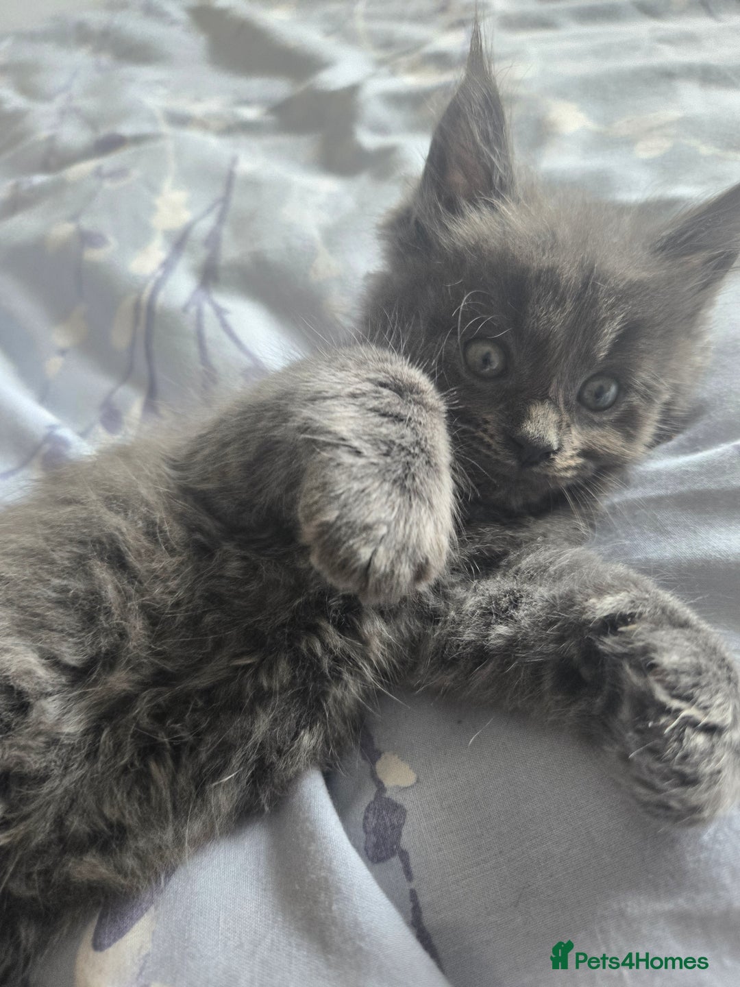 Maine Coon cats for sale: 8 beautiful maine coon kittens in Hayes - Image 4