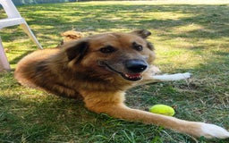 Mixed Breed dogs for adoption: BENNY - a loyal and gentle boy for a Loving Home - Image 30