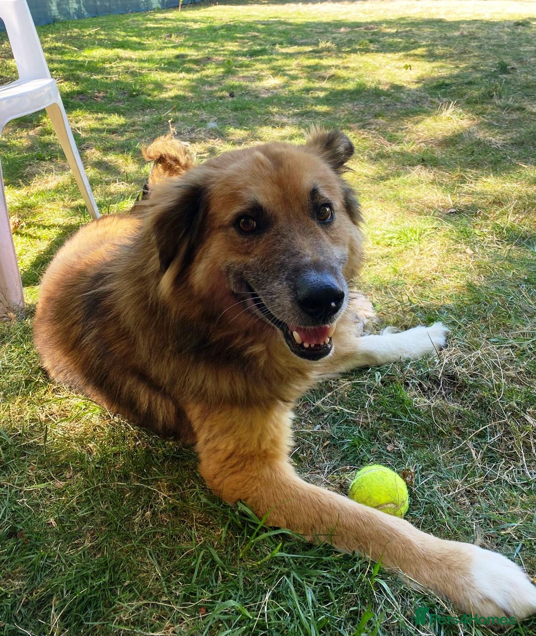 Mixed Breed dogs for adoption: BENNY - a loyal and gentle boy for a Loving Home - Image 30
