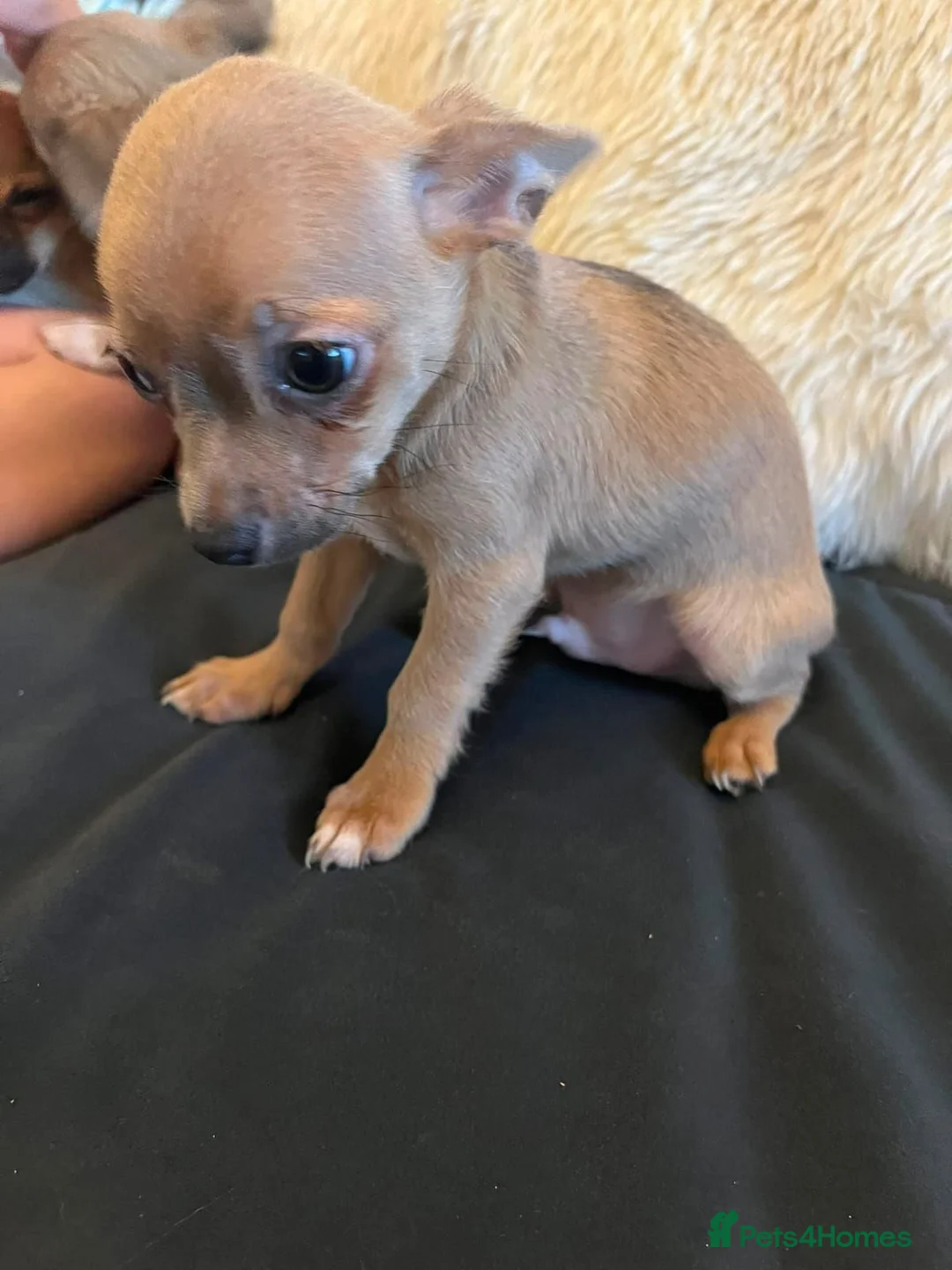 Chihuahua dogs for sale: Adorable Chihuahua Pups Looking for Loving Homes in Turriff - Advert 5